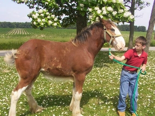 Catalpa tree in bloom behind a boy and a Clydesdale foal
